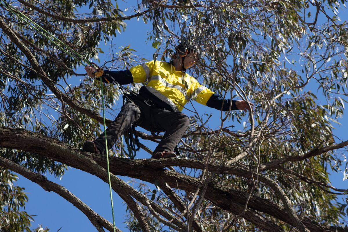 Arboriculture Services Queensland - Marsupial Landscape Management