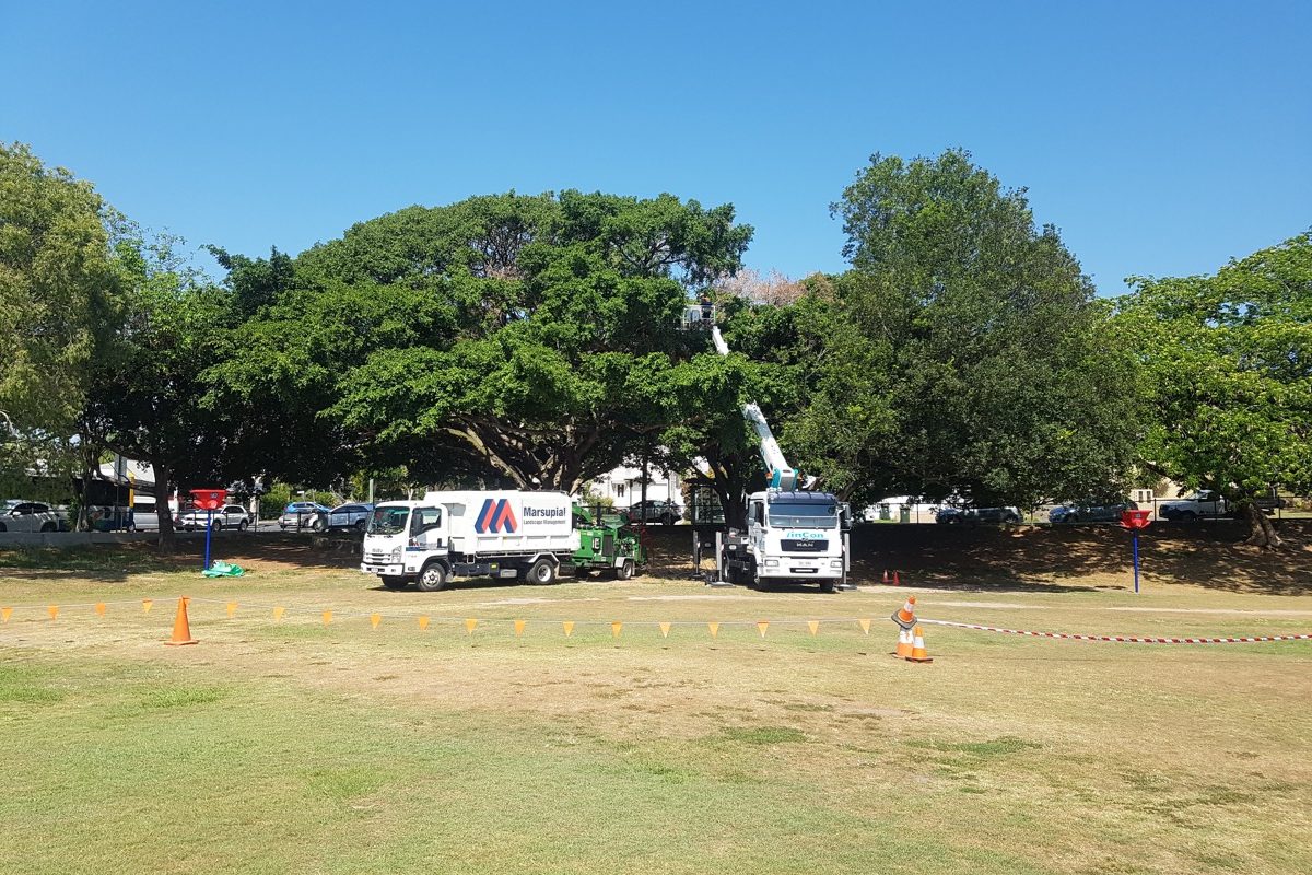 Marsupial Arboriculture Services