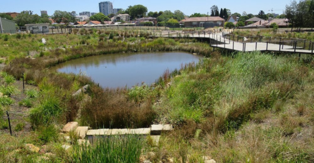 Wangai-4